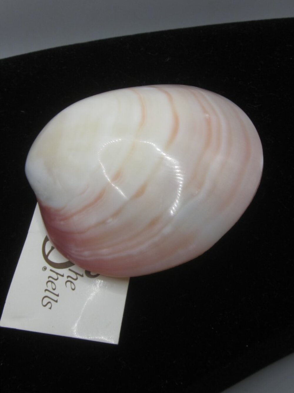 Vintage Shell Belt or Scarf Clip - Picture 6 of 6